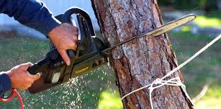 Best Arborist Consultation Services  in Spring City, TN